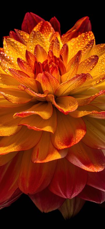 Dahlia flower, 8K, Orange flower, Black background, AMOLED, 5K