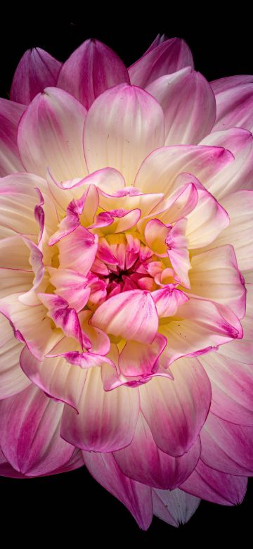 Dahlia flower, 5K, Pink flower, Pink Dahlia, Black background, AMOLED, 8K