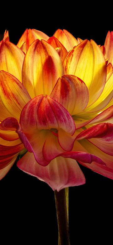 Dahlia flower, Black background, Orange flower, AMOLED