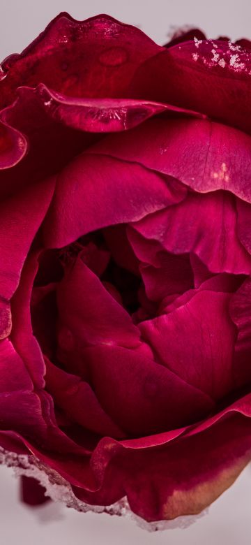 Rose flower, Red Rose, Macro, Closeup, 5K