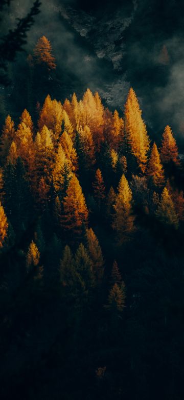 Golden larches, Fall, Forest, Trees, 5K