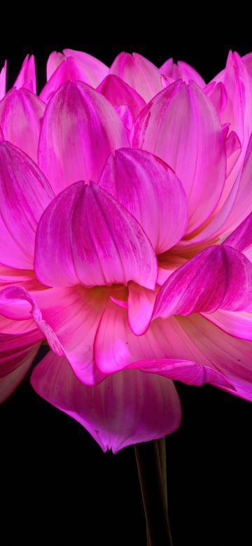 Dahlia flower, Pink flower, Pink Dahlia, Black background, AMOLED, 5K