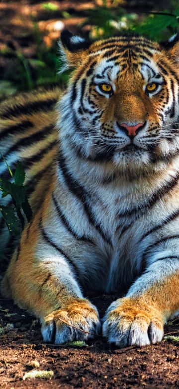 Bengal Tiger, Forest, Predator, Jungle, Wild Cat, 5K