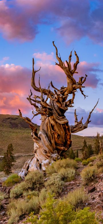 Bristlecone pine tree, Lone tree, Sunset, Evening, Landscape, Scenic