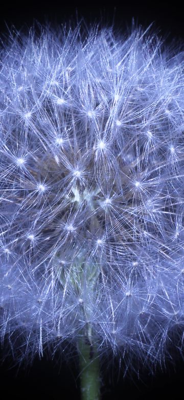 Dandelion flower, Black background, AMOLED, 5K