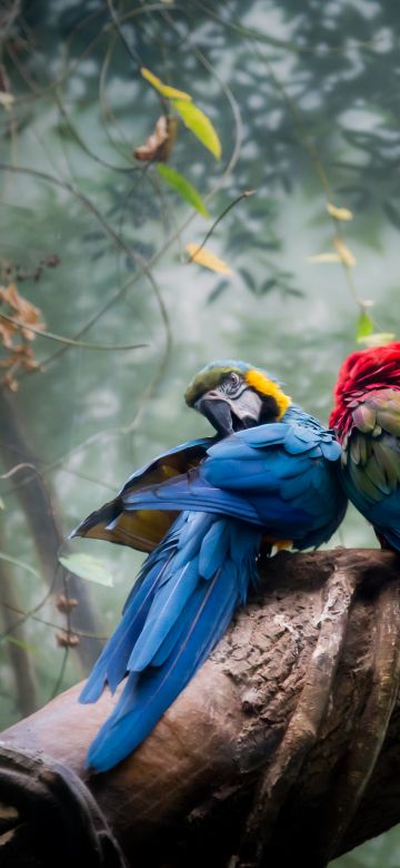 Macaw birds, Bird Couple, Nest, Tree Branch, Forest, 5K