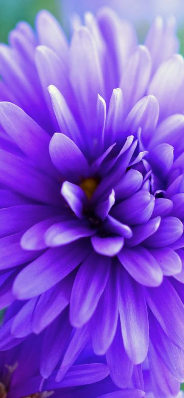 Herbstaster flower, Violet flowers, Bokeh Background, Bloom, Blossom, 5K