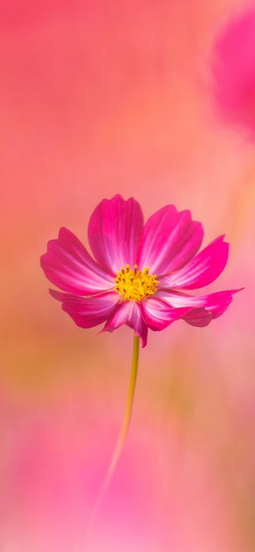 Cosmos flowers, Pink flower, Garden Cosmos, Spring, Blossom, Pink background, 5K