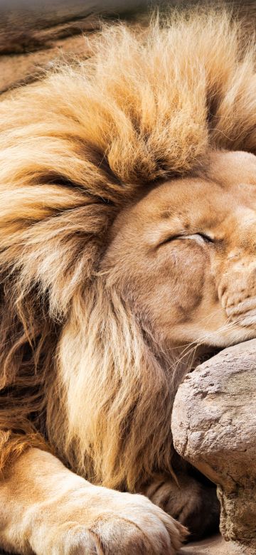 Lion, Sleeping Lion, Barbary lion, African Lion, 5K