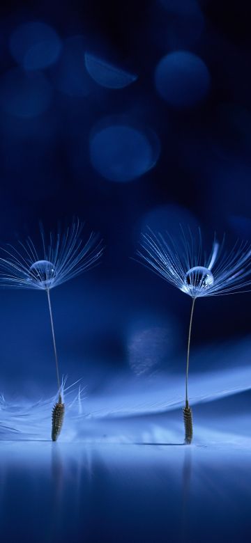 Dandelion flowers, Water drops, Macro, Bokeh Background, Blue background