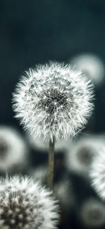 Dandelion flower, Flower garden, Spring, Bokeh Background, 5K