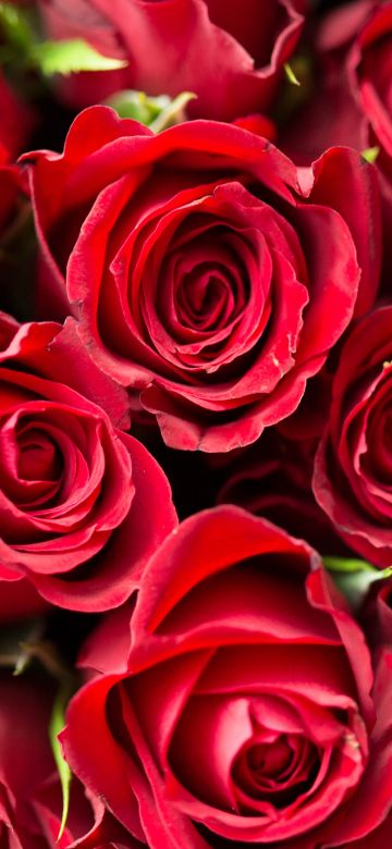 Red Roses, Red flowers, Rose flowers