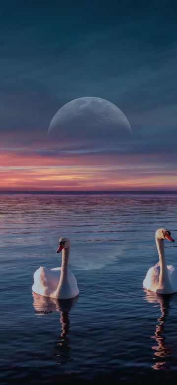 Swans, Lake, Birds, Sunset, Moon, Horizon, 5K, 8K