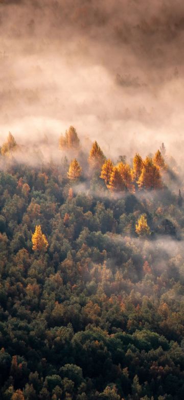 Autumn Forest, Morning light, Aerial view, Mist