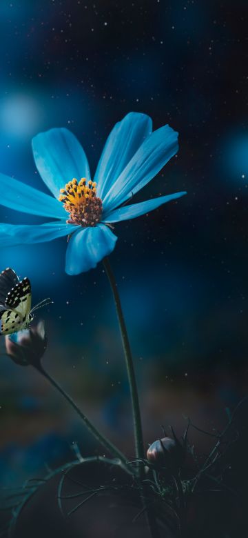 Blue flower, Pollination, Butterfly, Bokeh, Sunlight, Blue light, 5K, 8K