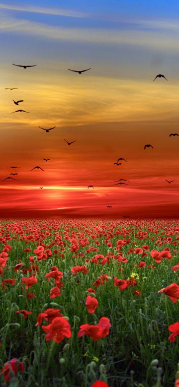 Poppy flowers, Poppy Field, Sunset, Clouds, Birds, Landscape, Countryside, 5K, 8K