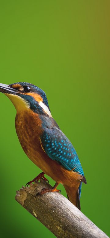 Kingfisher, Branch, Green background