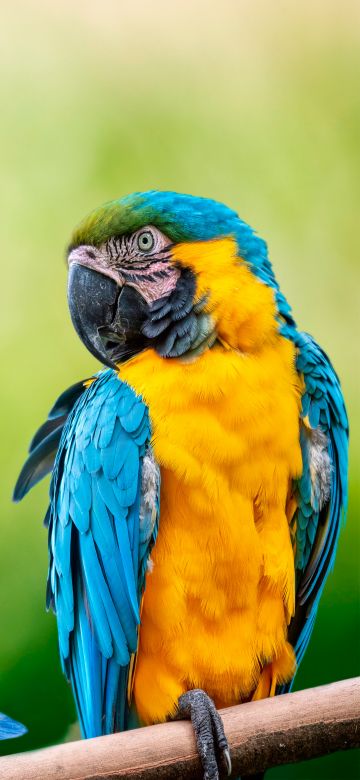 Macaw, Parrot, Green background, Blue flower, 5K