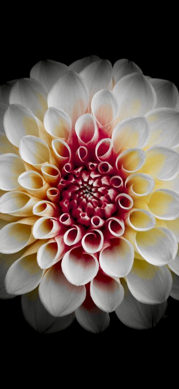 White Dahlia, Black background, Dahlia flower, AMOLED