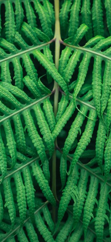 Fern plant, Green leaves, Tree Branches, Green background, Pattern