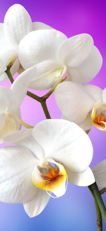 Orchid flowers, White Orchids, Pink background