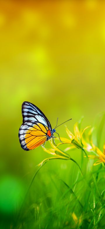 Butterfly, Spring, Bokeh, Green background, Pollination, Yellow flowers, 5K