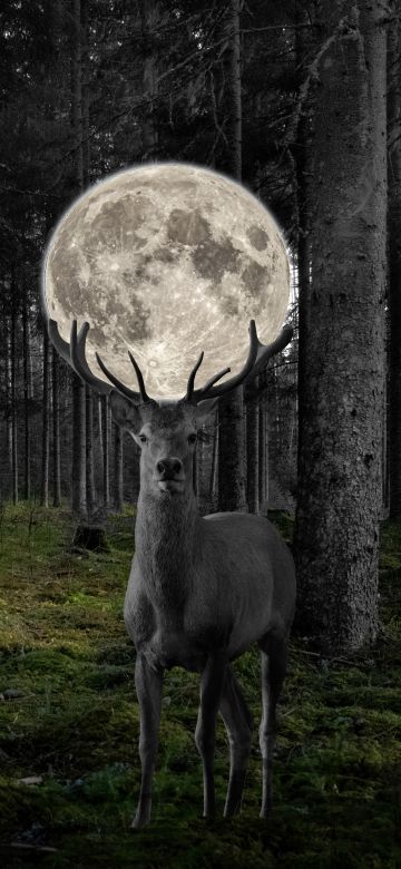 Deer, Moon, Surreal, Forest, Monochrome, 5K, 8K, Black and White