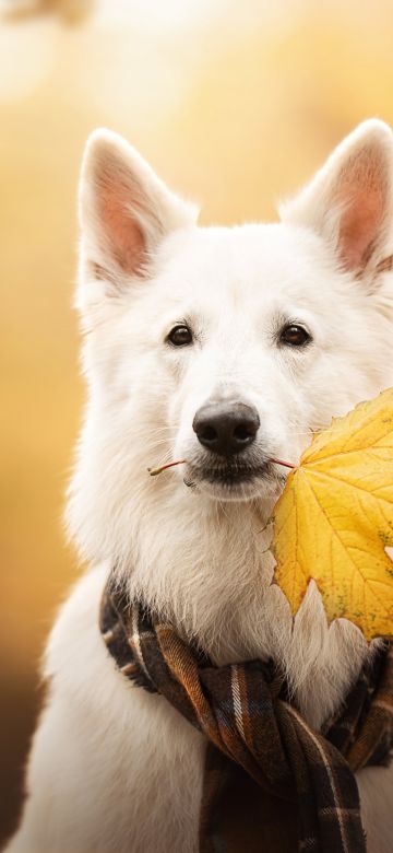 White Swiss Shepherd Dog, Breed Dog, Berger Blanc Suisse, White Shepherd, White Dog, Autumn, 5K