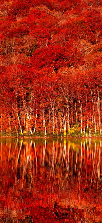 Autumn colors, Tohoku, Autumn Forest, Fall Foliage, Lake, Reflection, Japan autumn, Autumn foliage, 5K, 8K