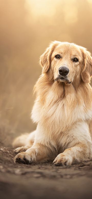 Golden Retriever, Scottish breed dog, Pet dog, 5K