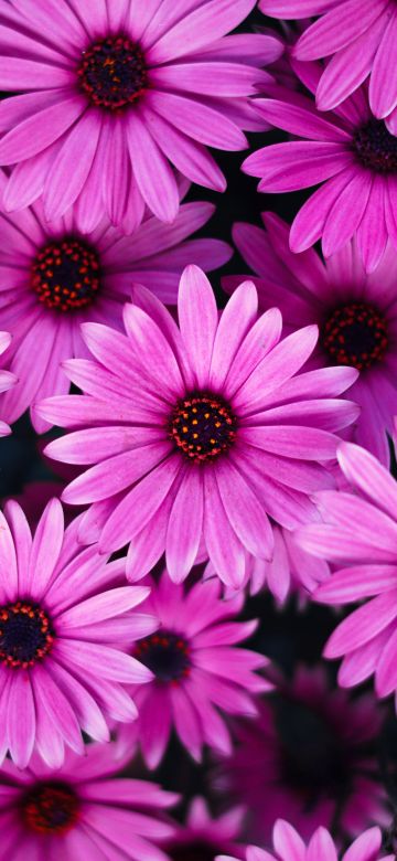 Daisy flowers, Pink flowers, Pink Daisies, Pink background