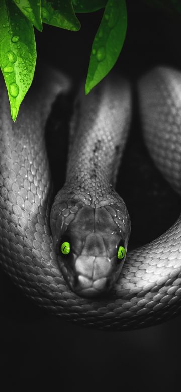 Snake, Reptile, Dark, Green eyes, Jungle, 5K