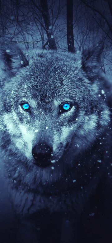 Wolf, Blue eyes, Snowfall, Winter, Night, Forest, 5K