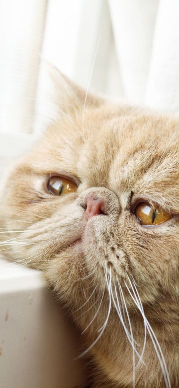 Exotic Shorthair, Breed cat, Sad cat, Sad animals, Sad face