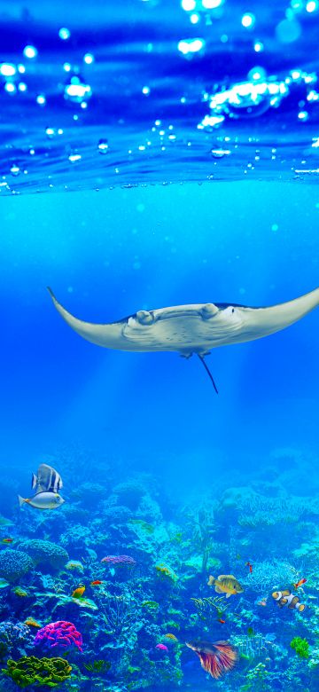 Manta ray, Underwater, Ocean life, Fishes, Coral reef, Blue background