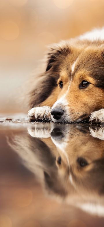 Shetland Sheepdog, Sheltie, Breed Dog, 5K, Sad dog, Sad face