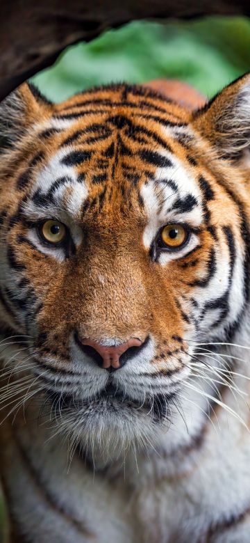 Amur tiger, Closeup, Siberian tiger