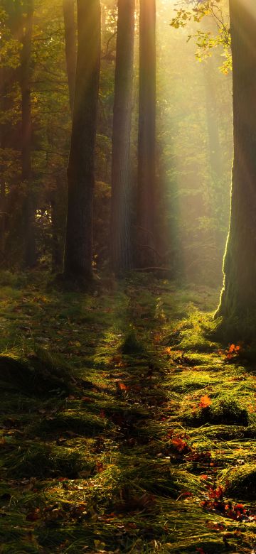 Forest, Light, Trees, Poland, 5K, 8K