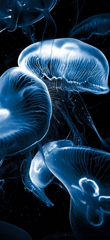 Jellyfishes, AMOLED, Underwater, Deep Sea, Dark background, Bioluminescence