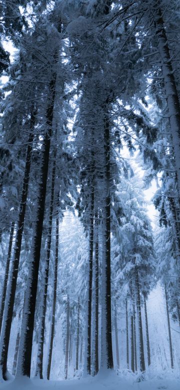 Winter forest, Cold night, Snow covered, Pine trees, 5K