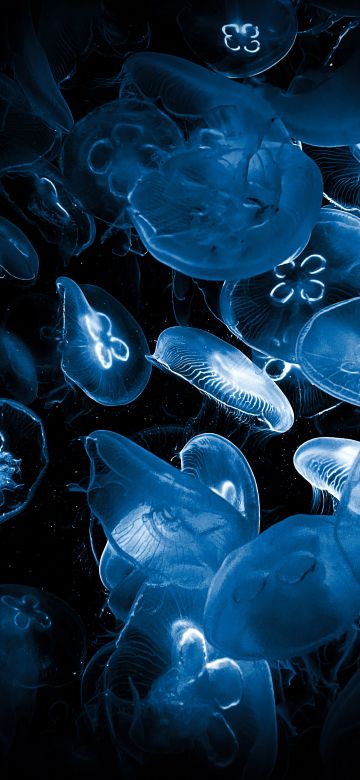 Jellyfishes, Deep Sea, Underwater, Dark background, Dark aesthetic, Bioluminescence