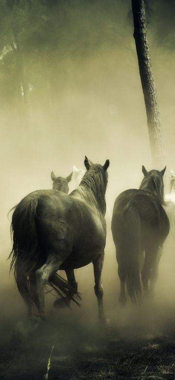 Horses, Herd, 5K