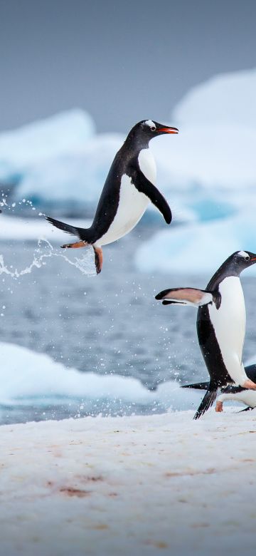 Gentoo penguins, Antarctica, Antarctic Peninsula