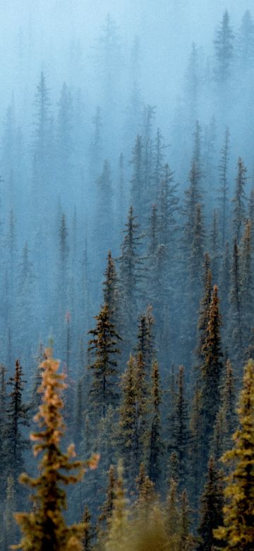 Foggy forest, Pine trees, Daytime, Banff National Park, Canada, 5K