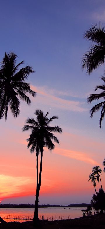 Palm trees, Sunset, Silhouette, Scenery, Dusk, 5K