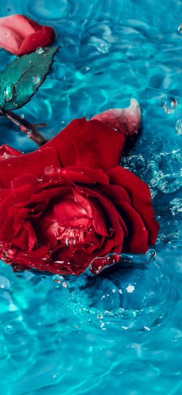 Red Rose, Rose flower, Teal background, Rose Petals, 5K