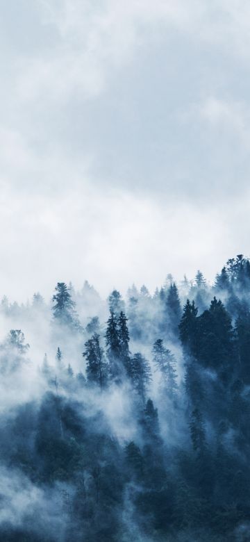 Foggy, Pine trees, Forest, Cloudy Sky, 5K