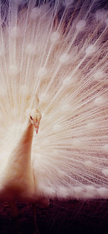 White peacock, Girly backgrounds, Peafowl, 5K