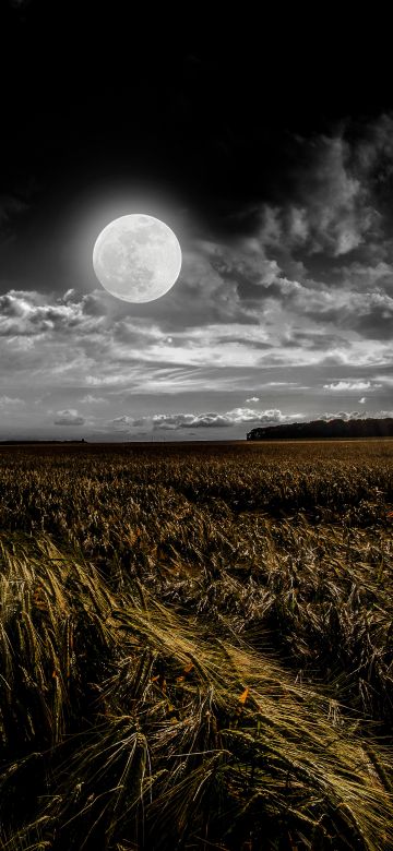 Full moon, Grass field, Landscape, Night, Dusk, 5K