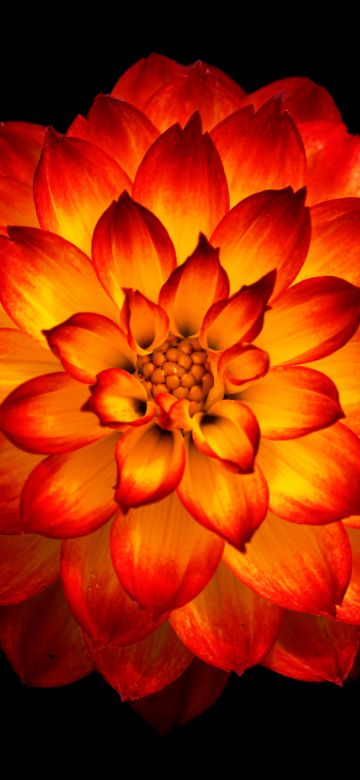 Dahlia flower, Orange dahlia, Orange flower, Black background, 5K, 8K